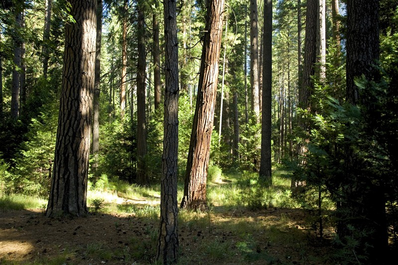 Nature_Forest.jpg