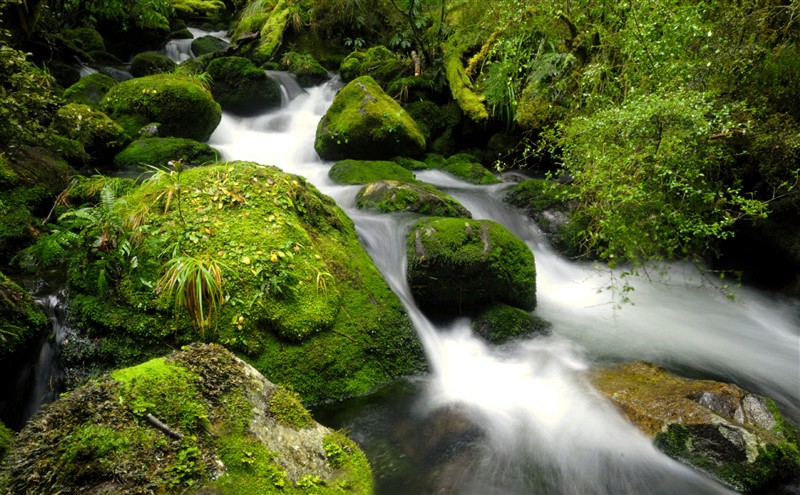 Nature_Rapids.jpg